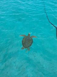 A Hawksbill Turtle hanging out with us on Hawksbill Cay (photo by Morgan)